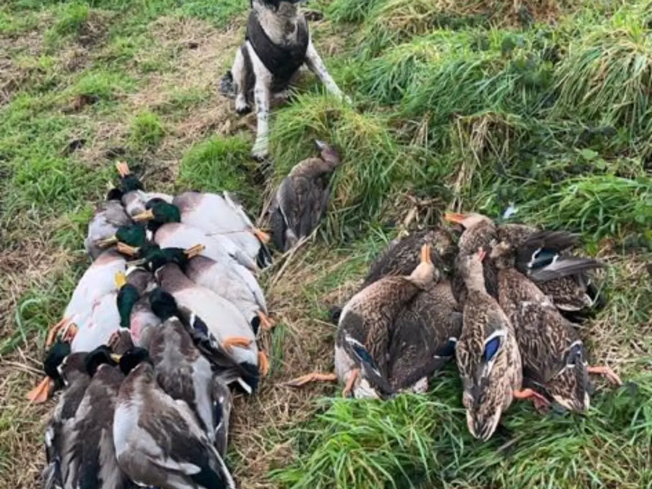 Billede 10 - FT Springer Spaniel med stamtavle 