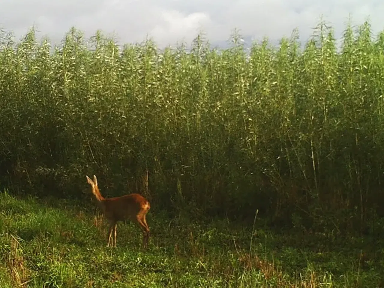 Billede 1 - Energipil - jagtremise / Småbiotop 