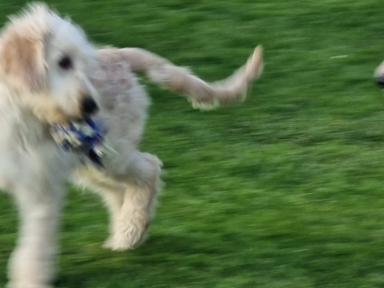 Billede 3 - To skønheder Golden doodle hanner hvalpe