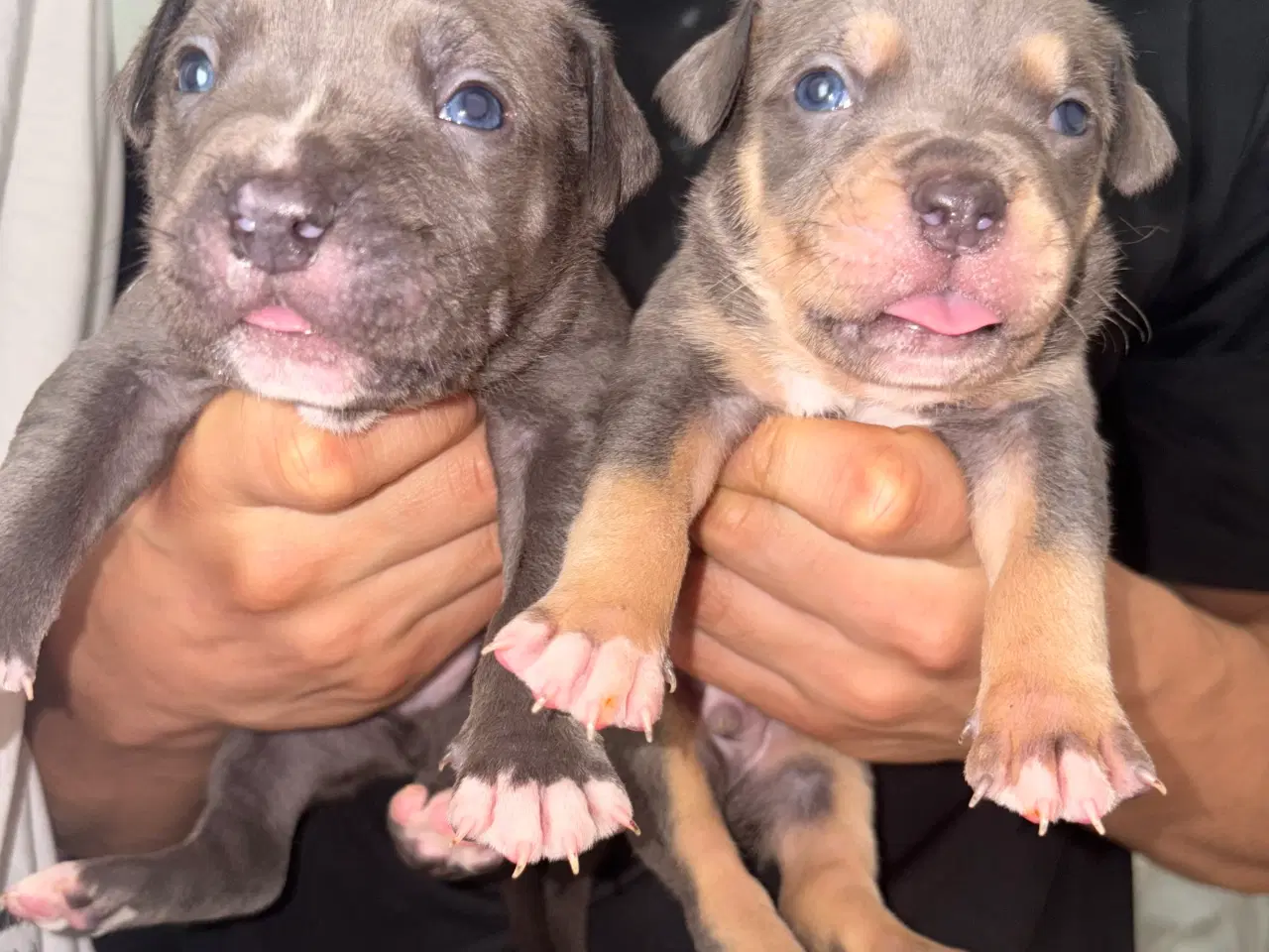 Billede 6 - American bully hvalpe 🐶 