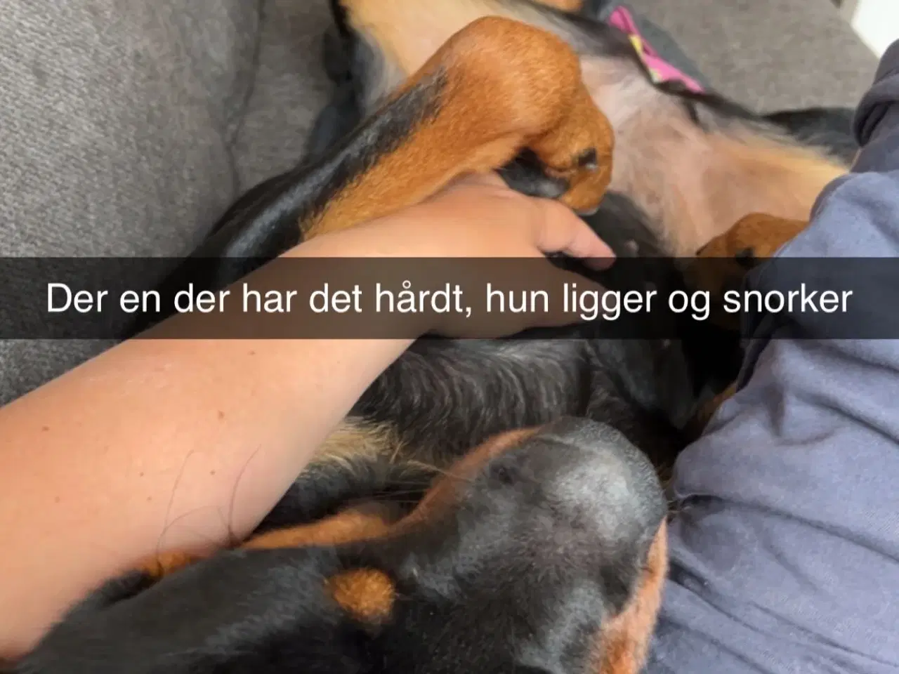 Billede 5 - Kærligt hjem søges til Berta 🐾
