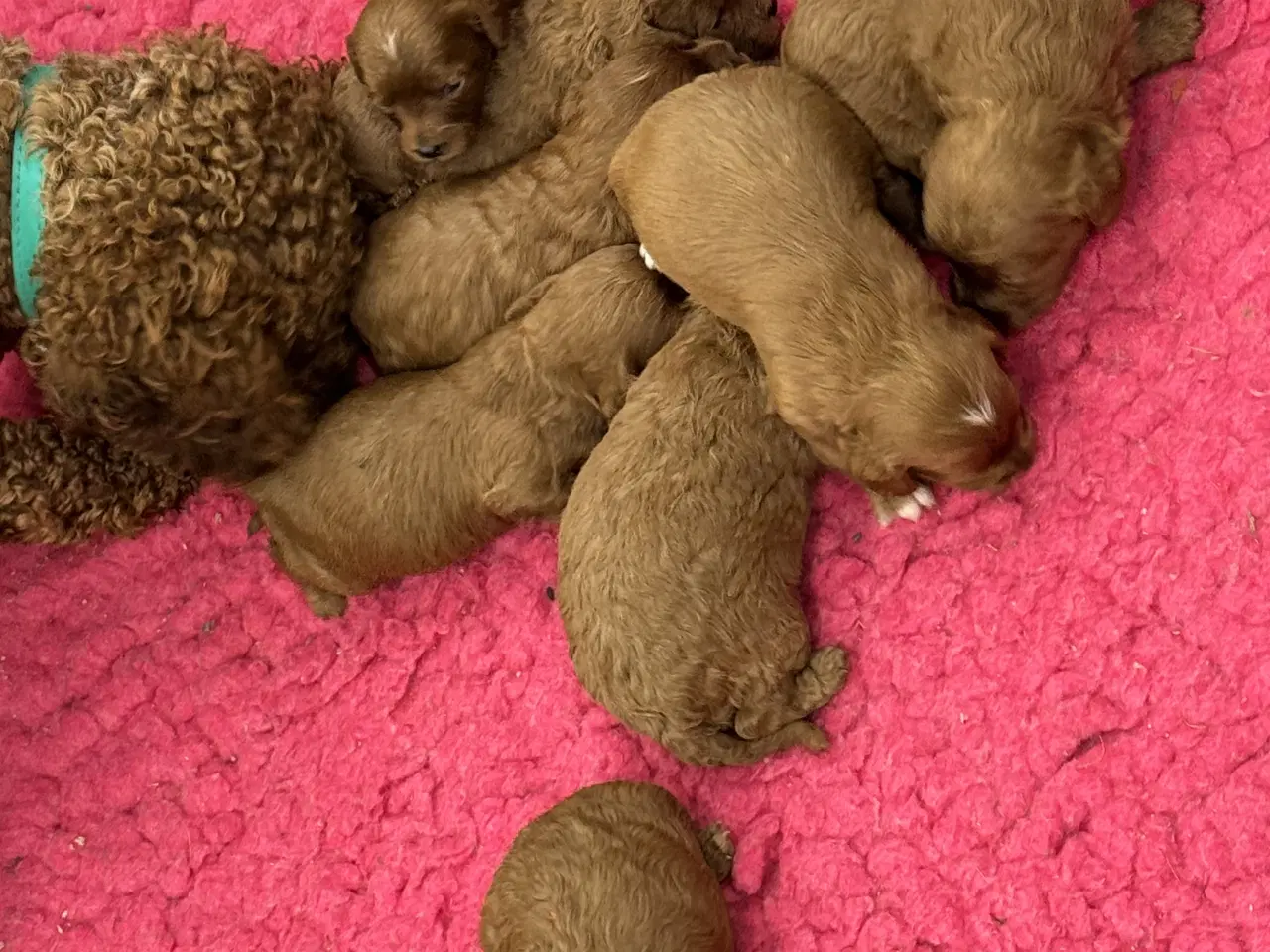 Billede 9 - Skønne Cavapoo hvalpe i det nye år 🎉