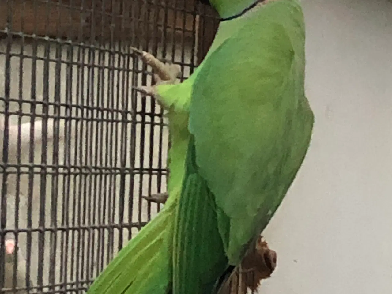 Billede 1 - Alexander parakit