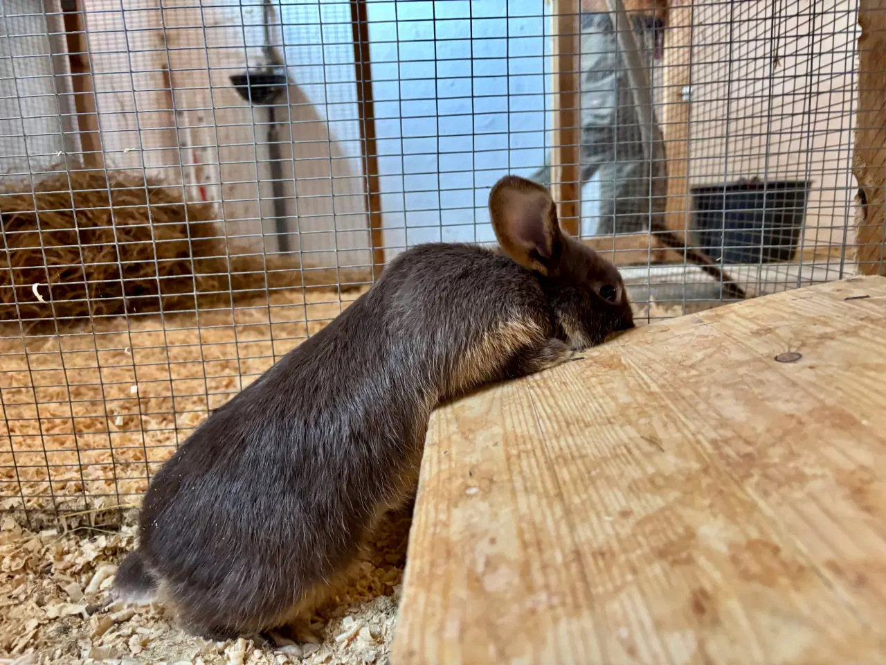 Billede 5 - Sød og tam kaninunge