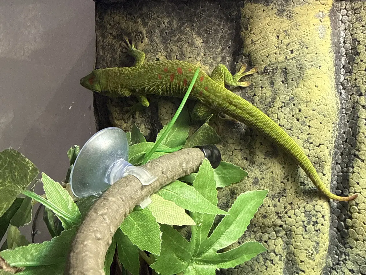 Billede 2 - daggekko