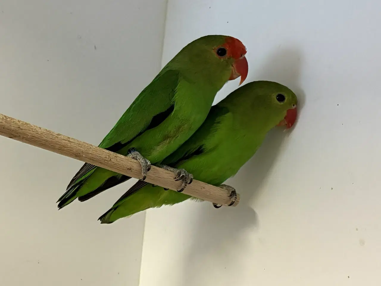 Billede 3 - Taranta Dværgpapegøje