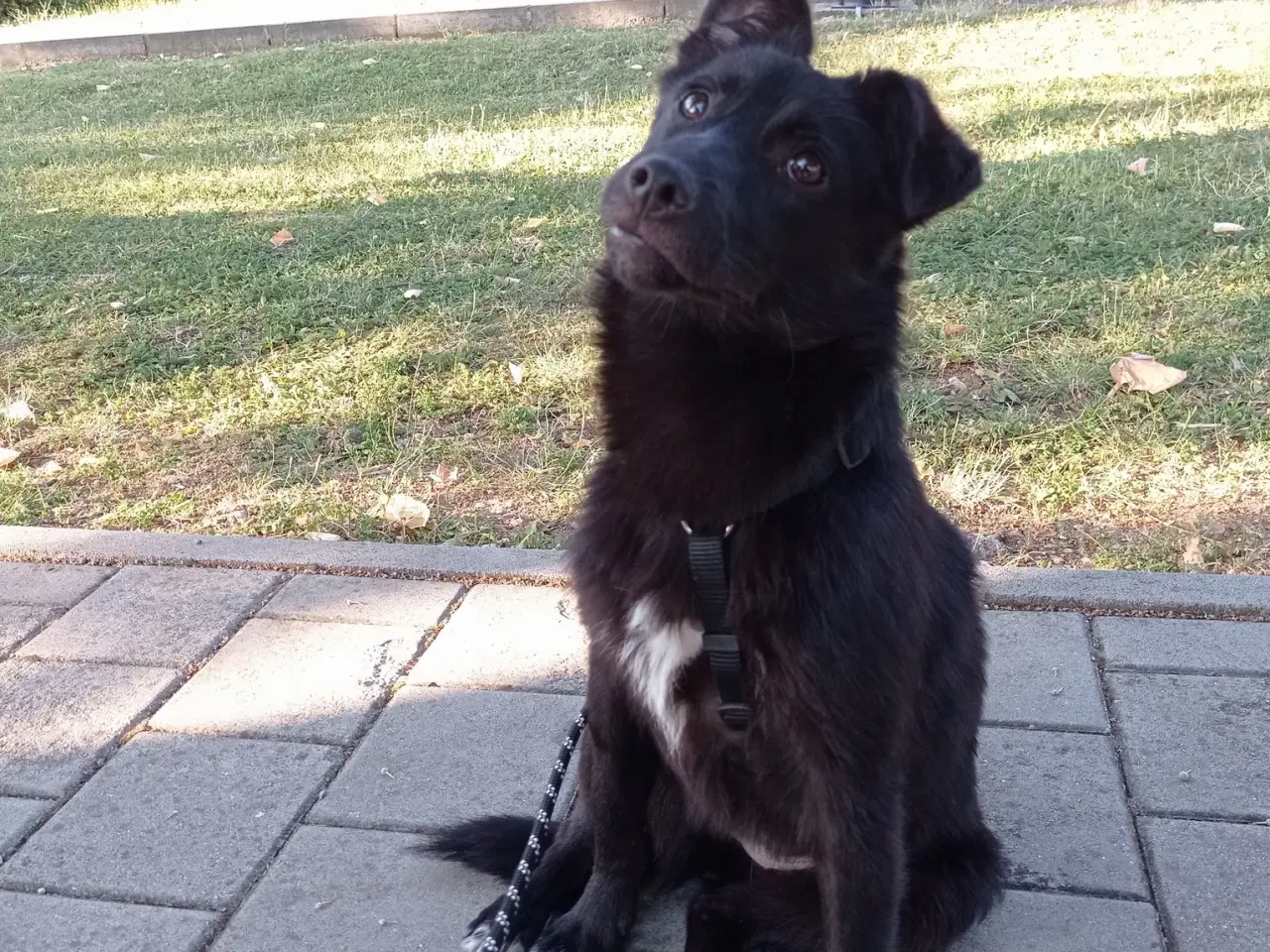 Billede 10 - Negra - super glad lille kærlig pige