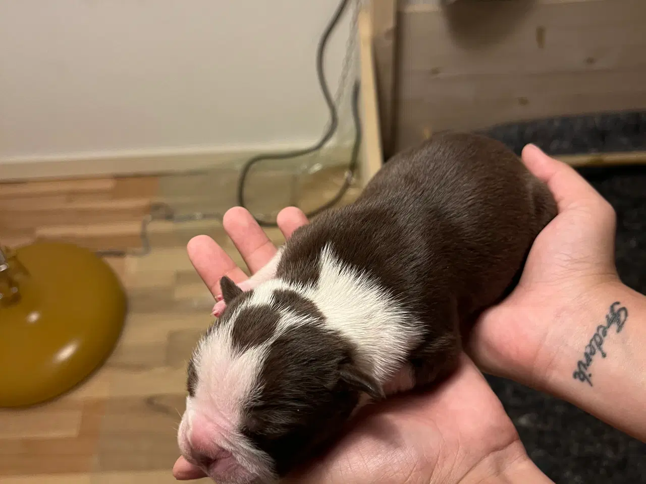 Billede 7 - Old English Bulldog