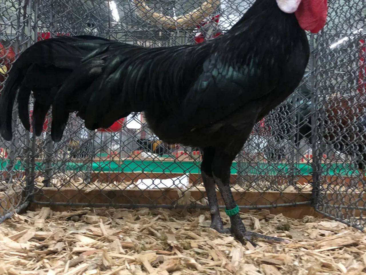 Billede 6 - Racerene dværghøns 