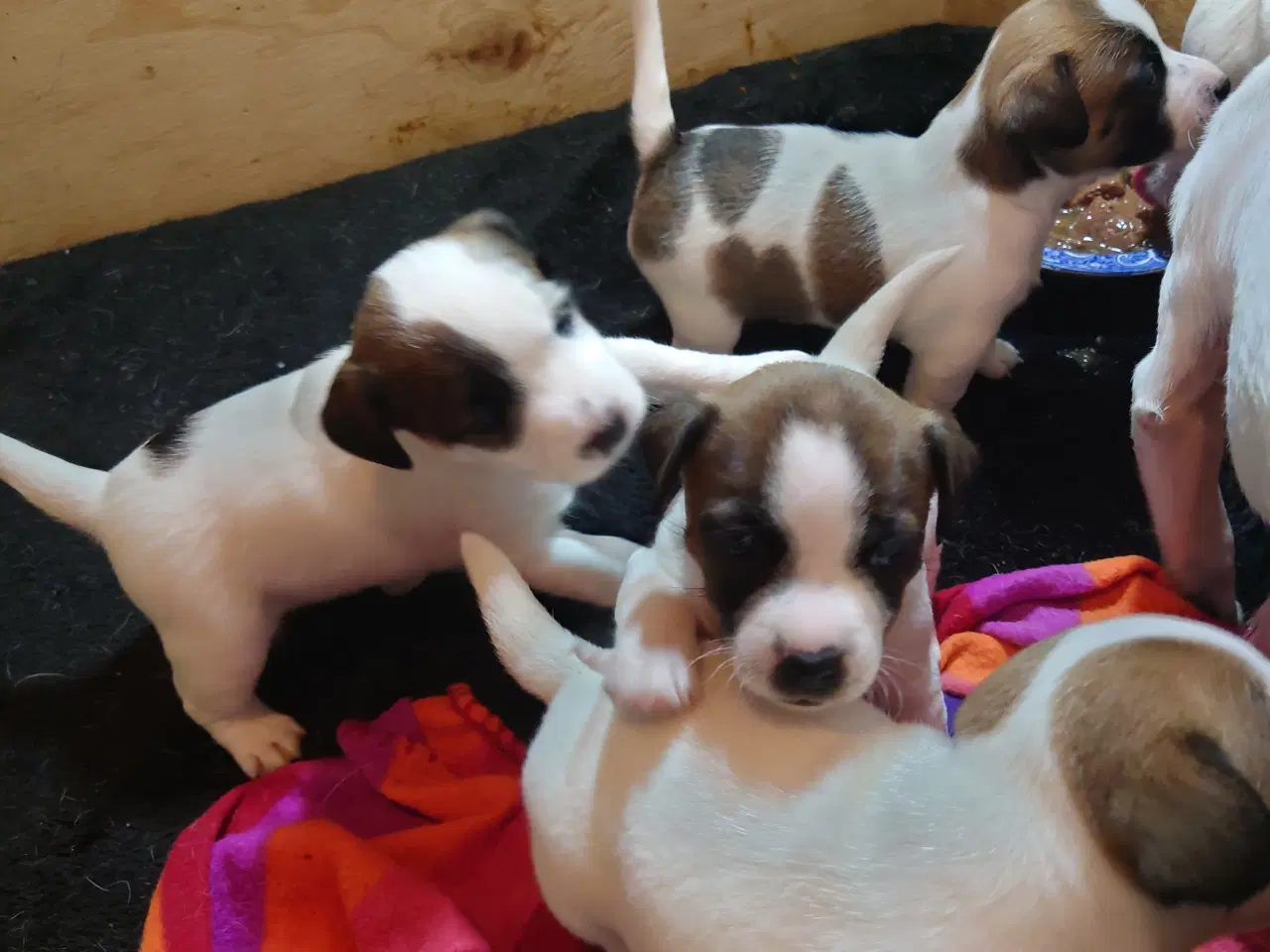 Billede 8 - Jack Russell hvalpe (kort benet type)