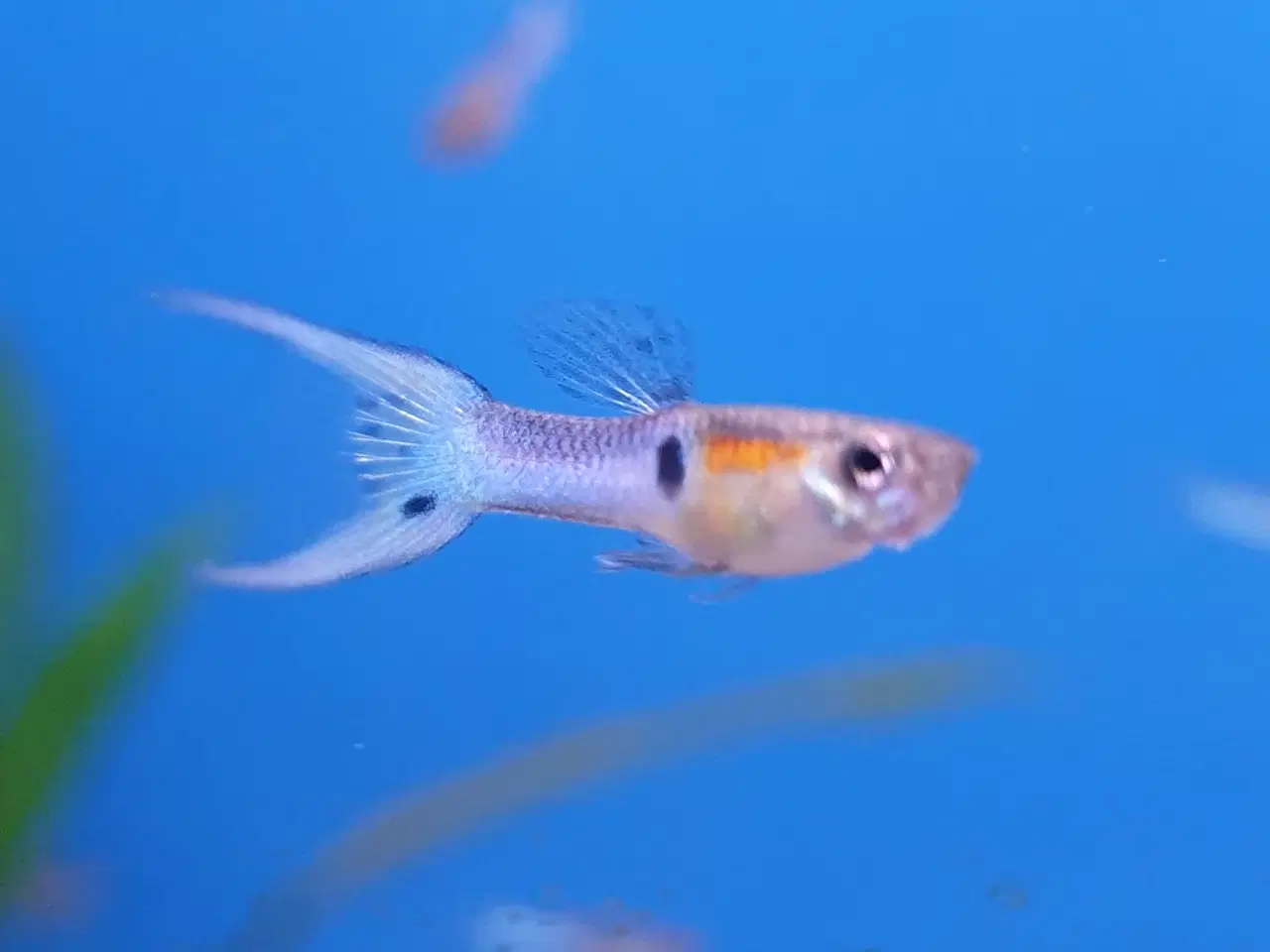 Billede 2 - Japan Blue Endler Guppy