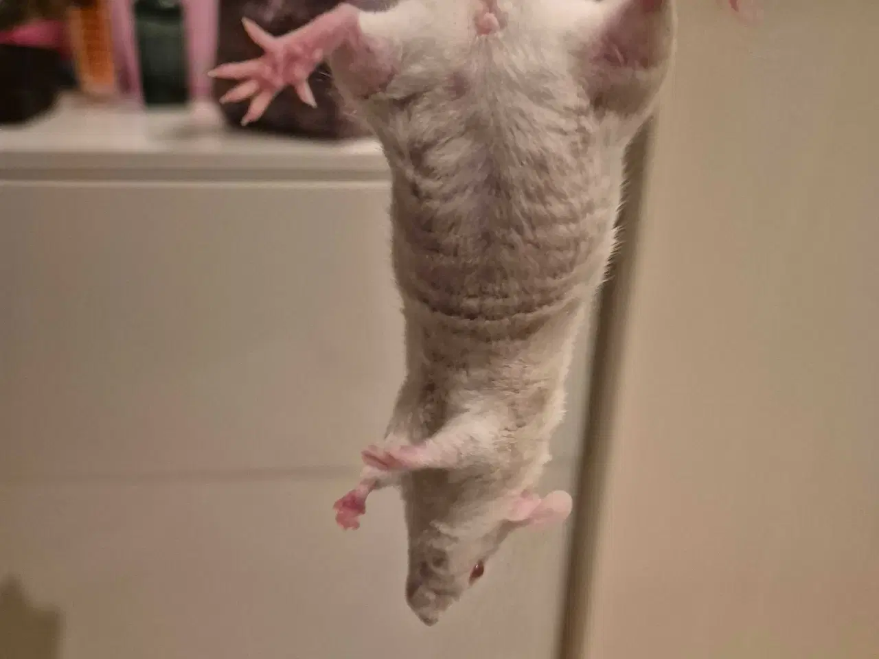 Billede 3 - Mus til salg - 30 kr 🐭