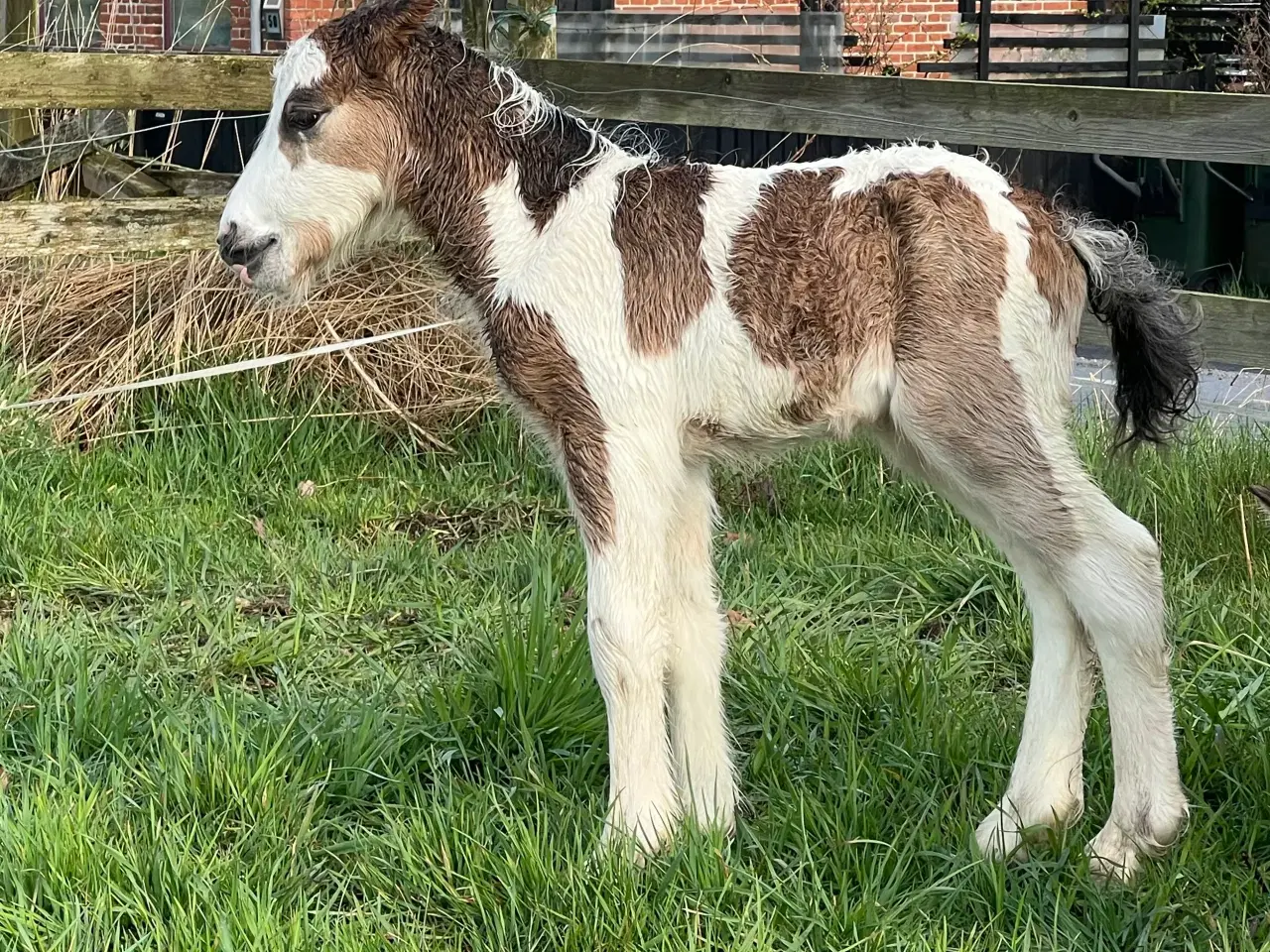 Billede 3 - Mini Irish cob hingsteføl 