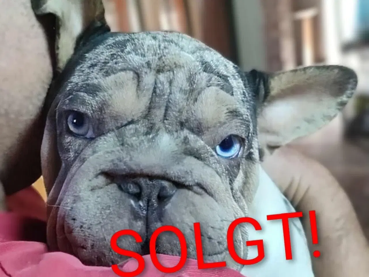 Billede 9 - Fransk Velvet bulldog. NEDSAT!