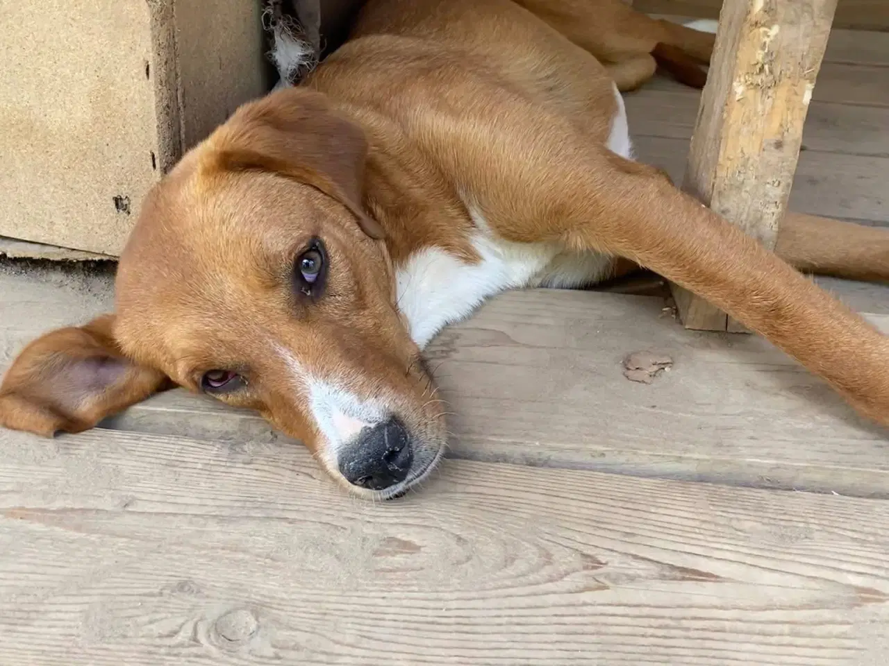 Billede 6 - Smukke Rose søger familie