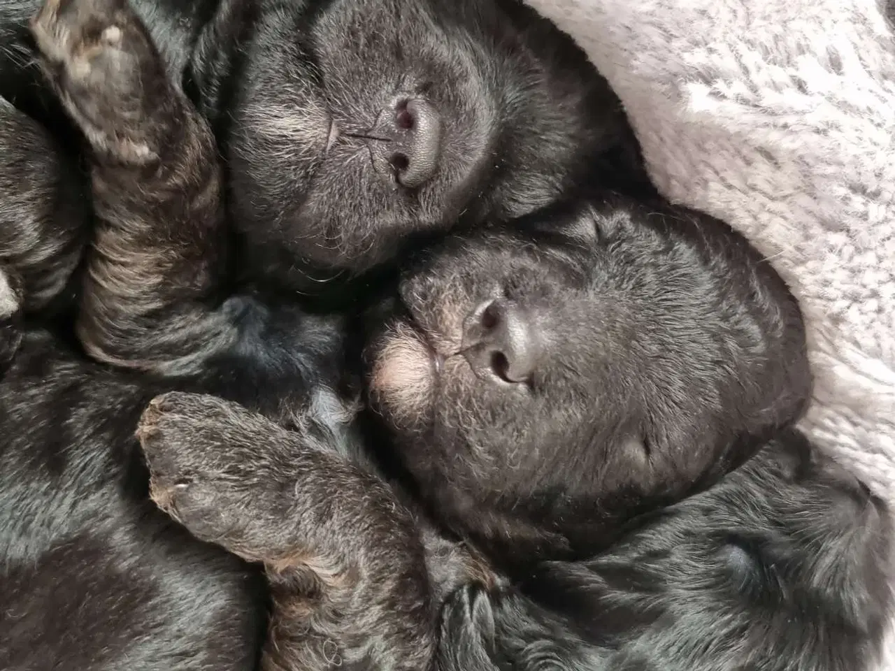 Billede 9 - Skønne Cavapoo-hvalpe – 4 piger og 2 drenge – k
