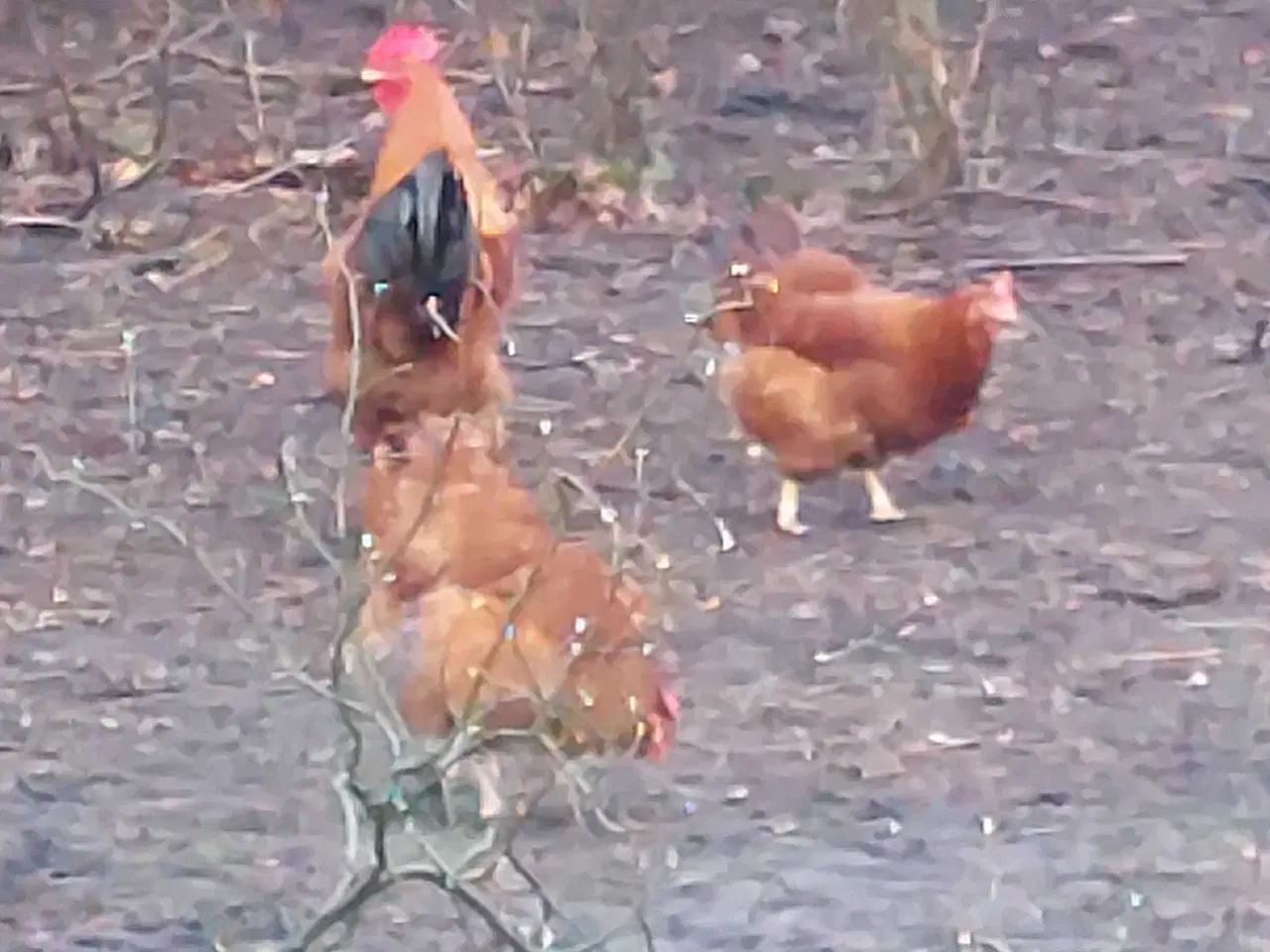 Billede 1 - Rugeæg new hampshire høns stor race