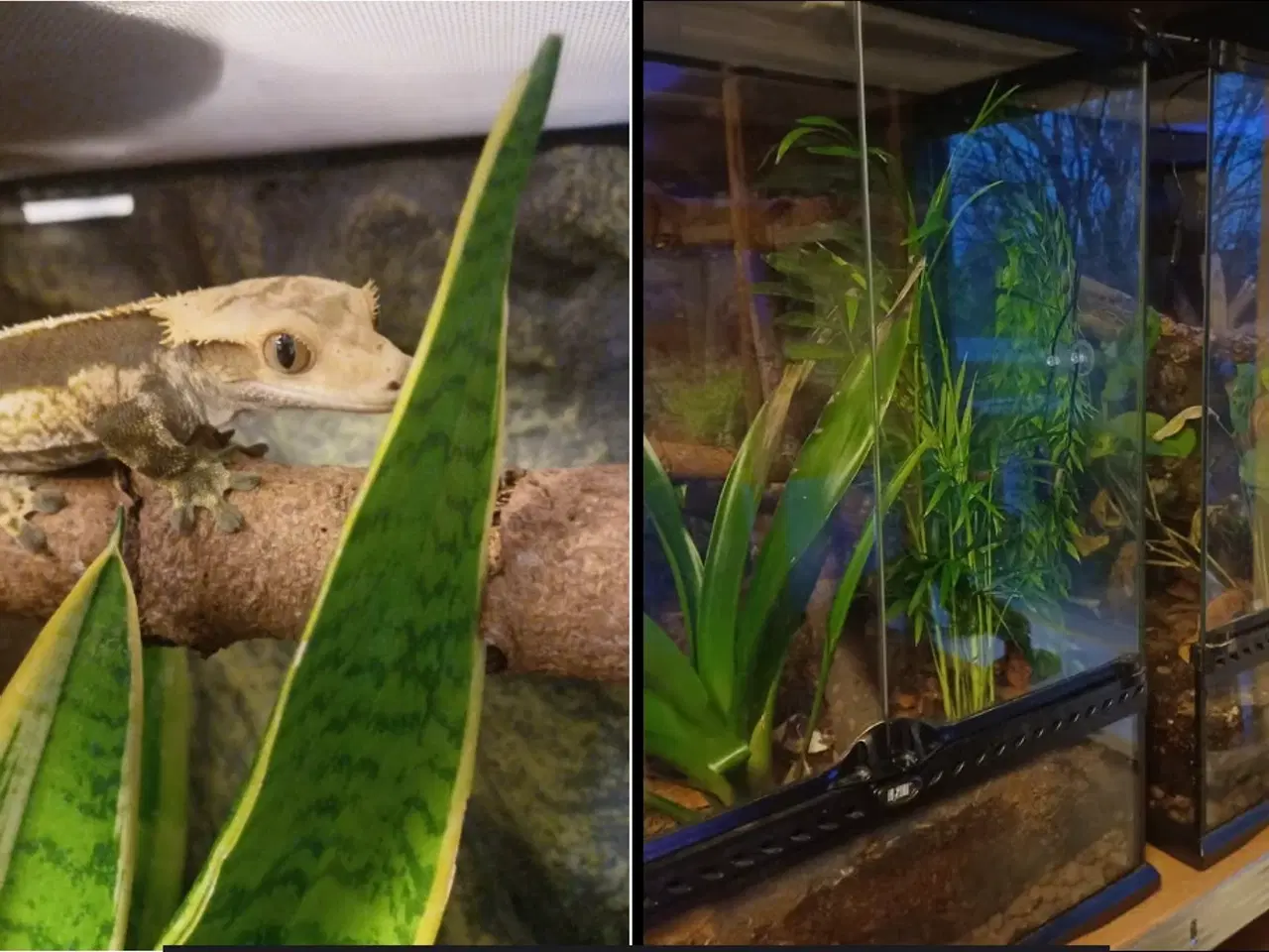 Billede 1 - terrarie 45x45x60 og kronegekko