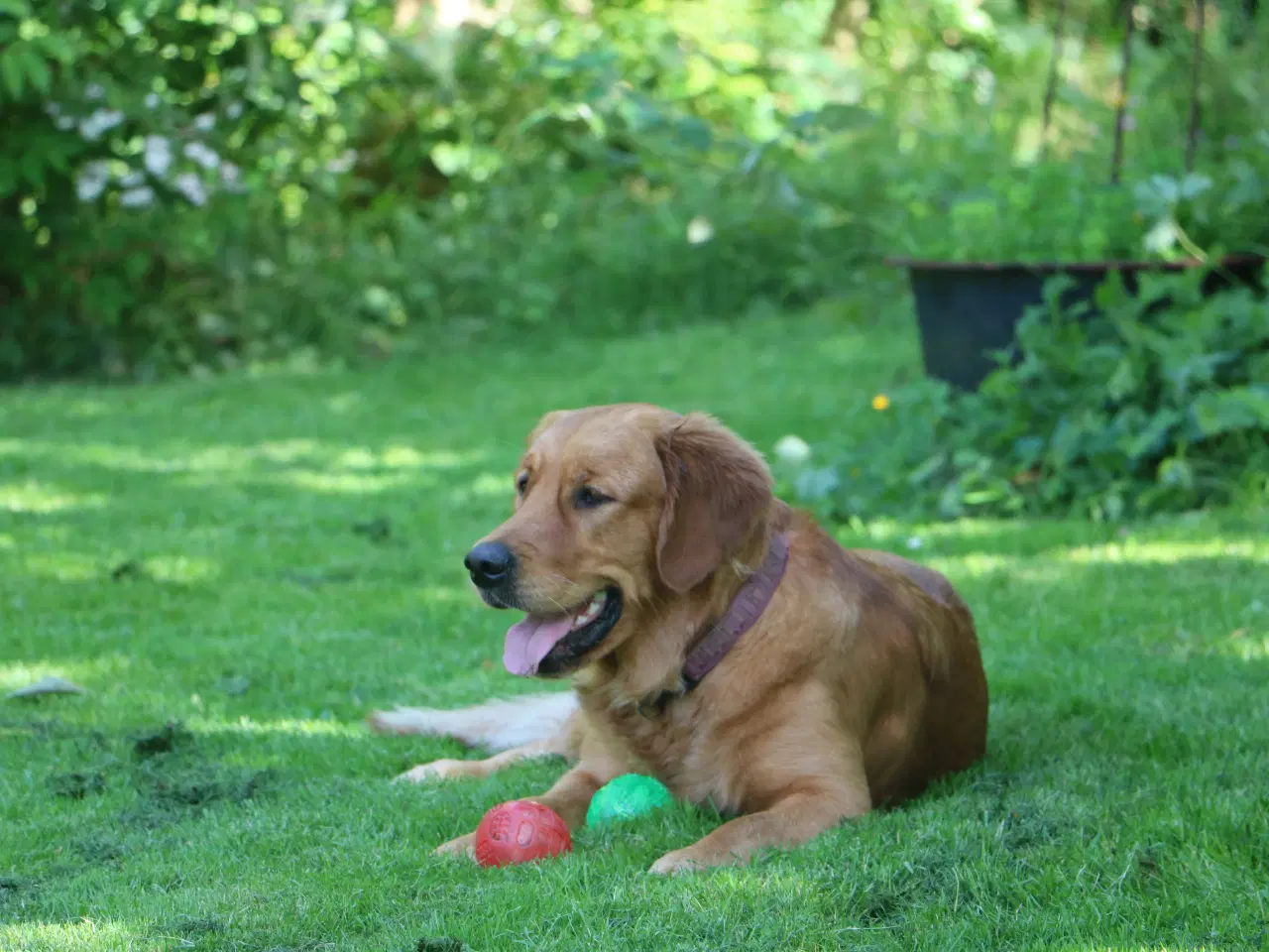 Billede 2 - Verdens smukkeste Golden Retriever hvalpe til salg