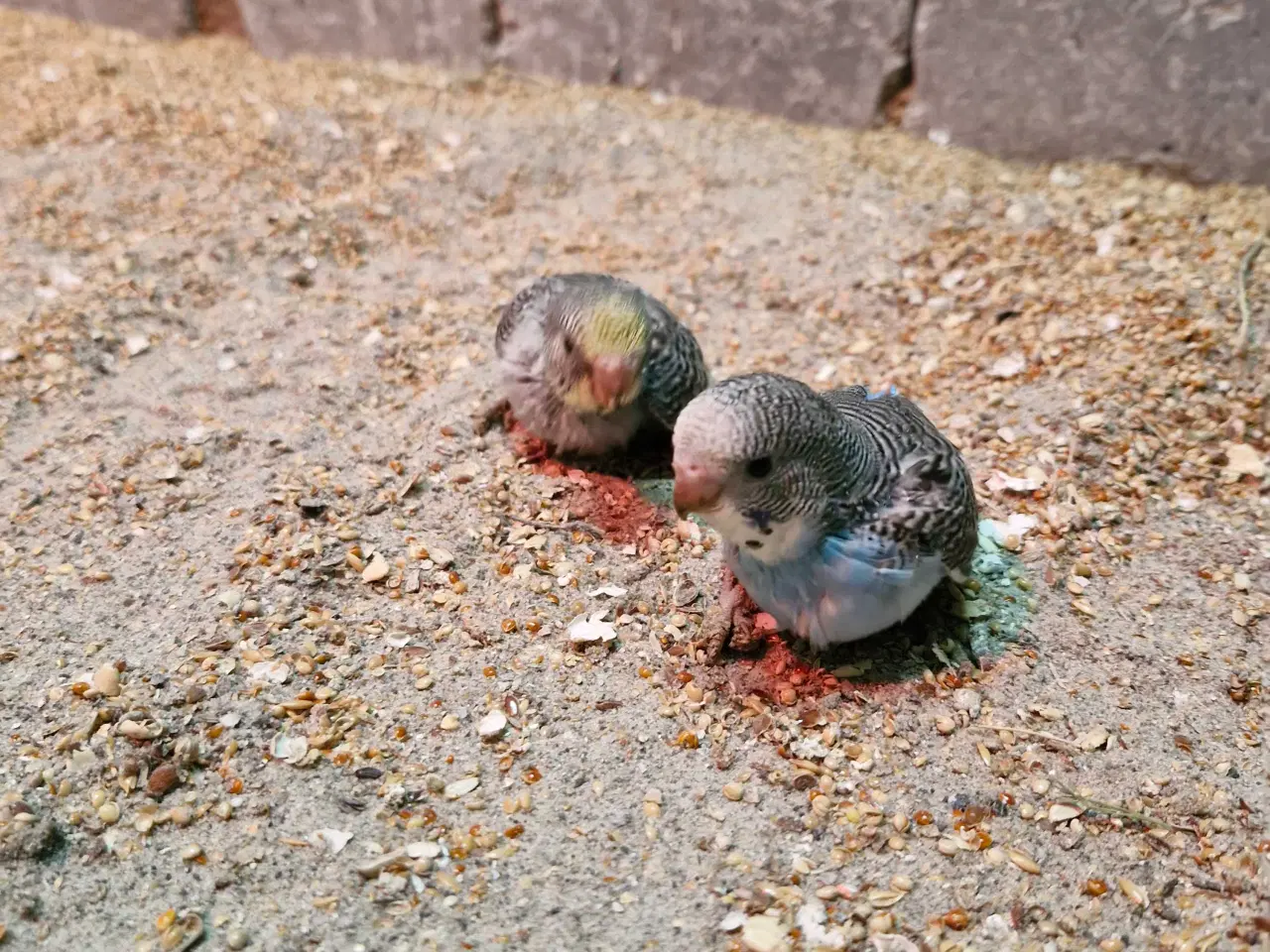 Billede 1 - Undulat tam fugl