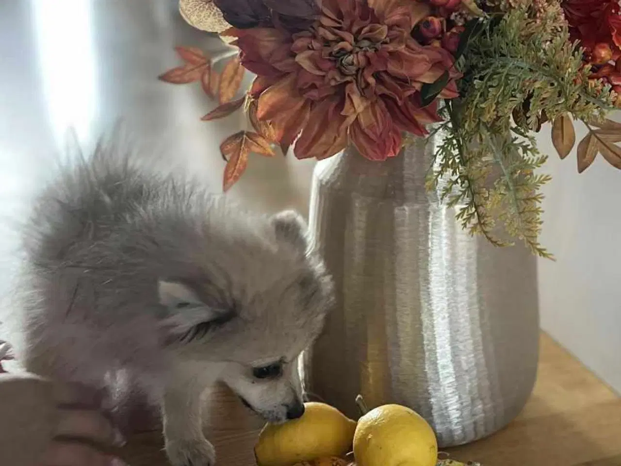 Billede 2 - Pomeranian 