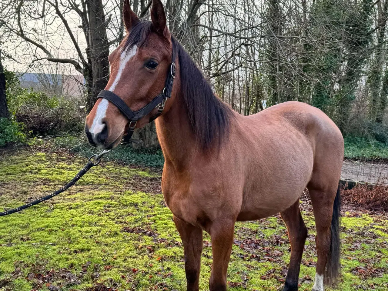 Billede 1 - Skøn hest sælges!