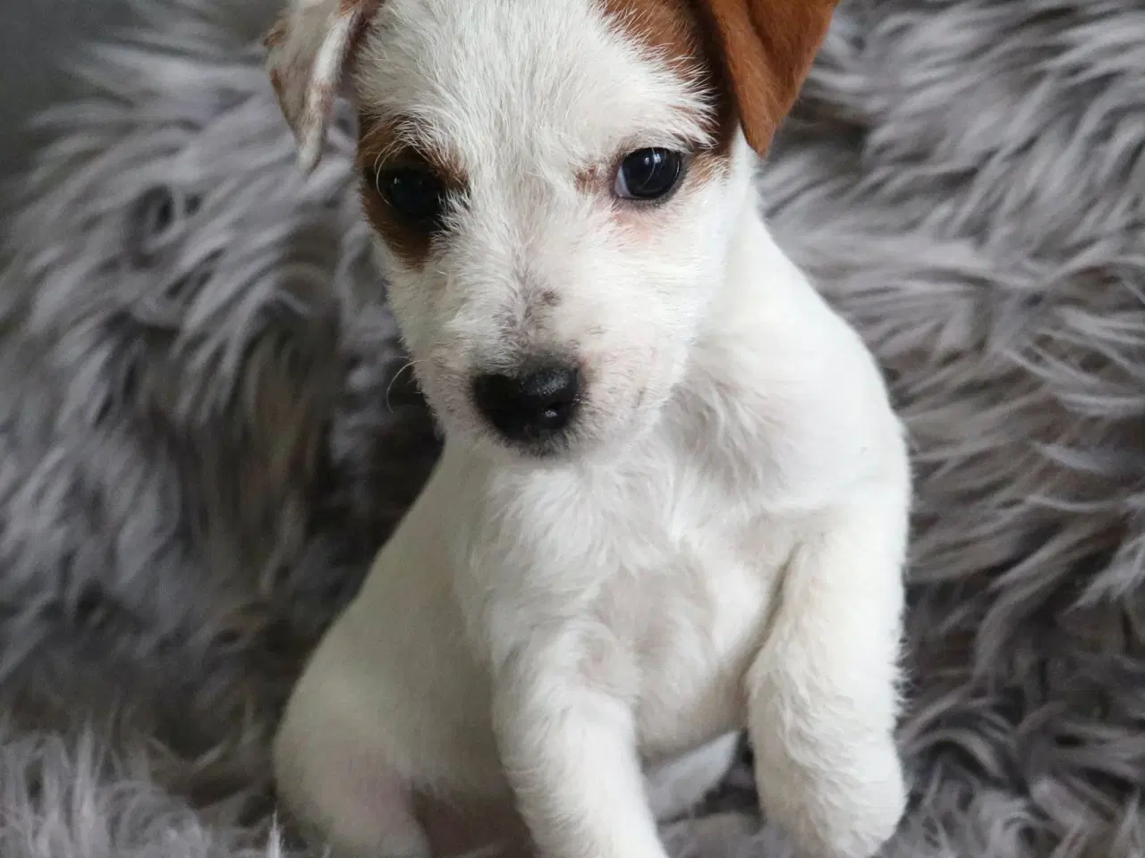 Billede 1 - Jack russell tæve hvalpe