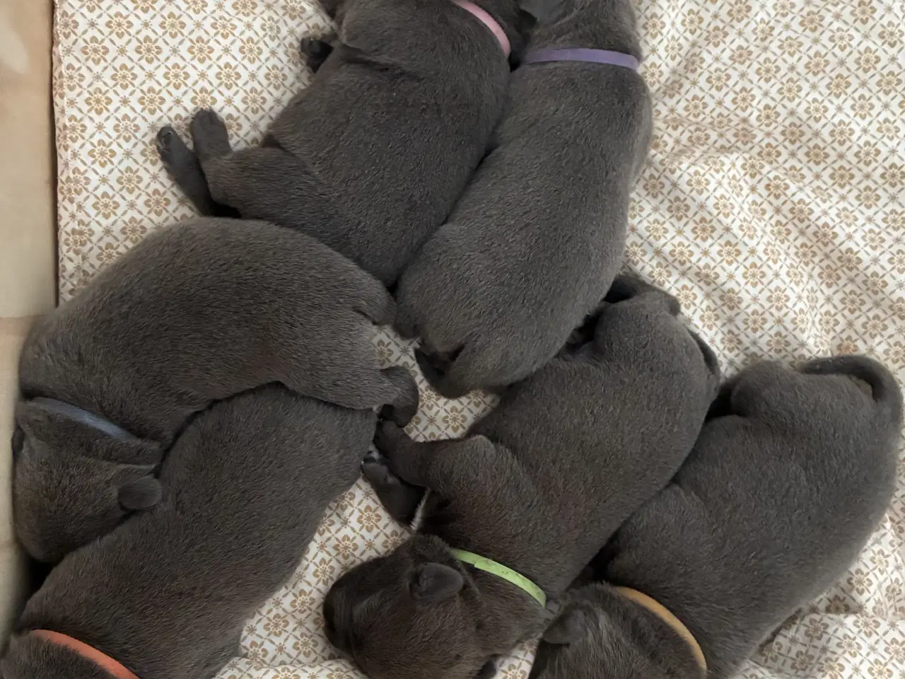 Billede 3 - Blå Staffy salgsklar fra d 13/2-26