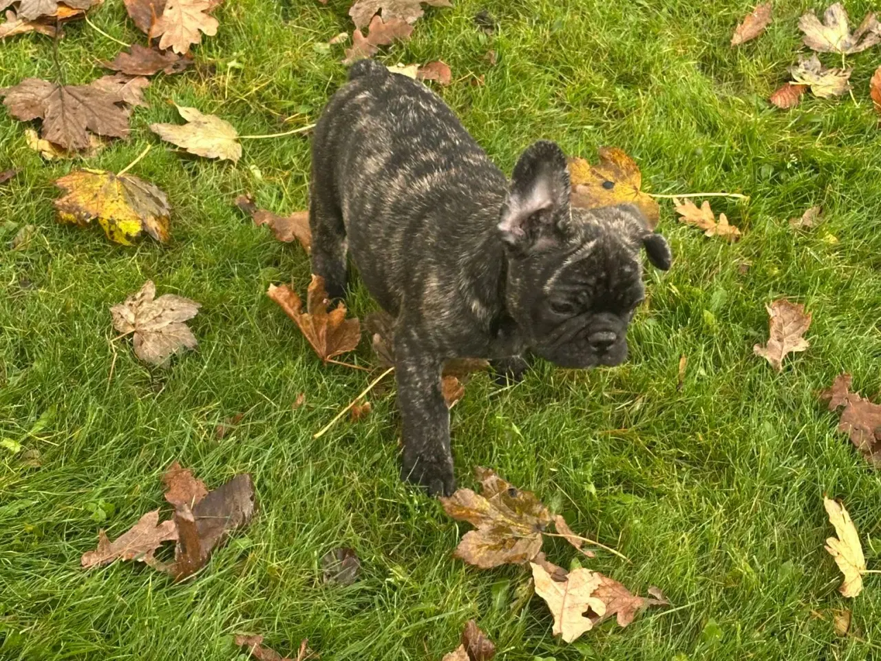 Billede 6 - Fransk bulldog / Brindle November!