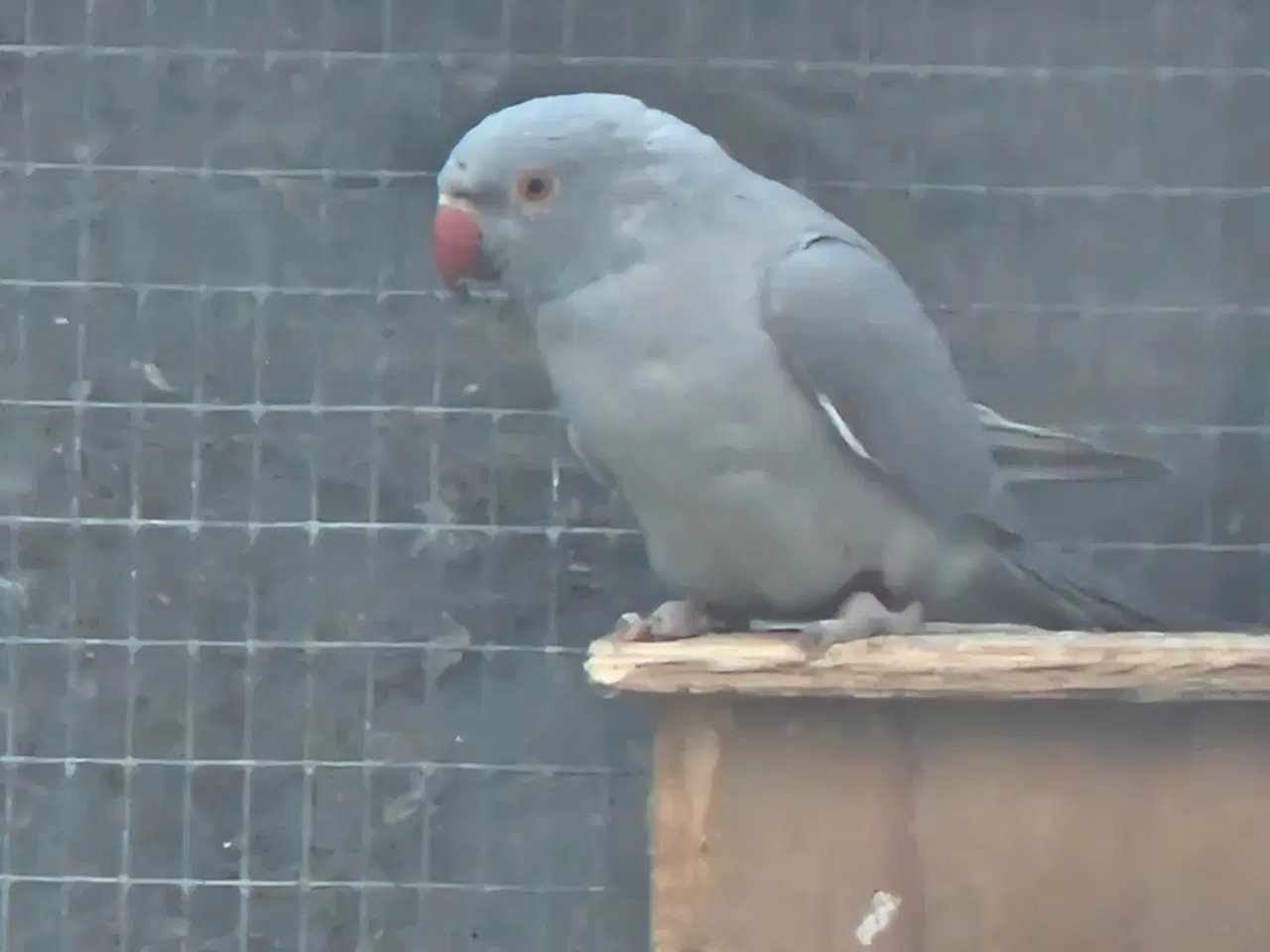 Billede 4 - Alexanderparakitter