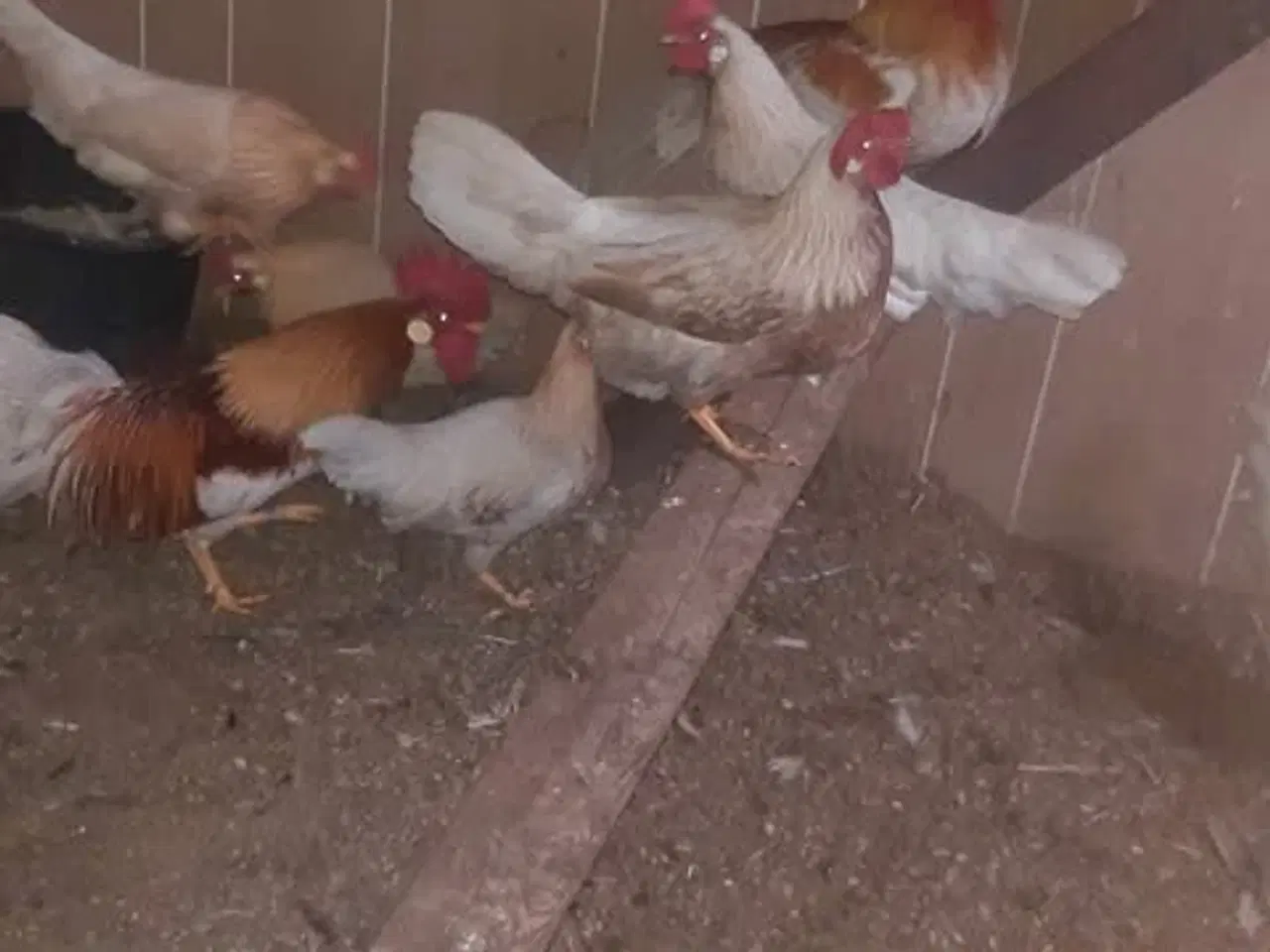 Billede 2 - Rødsadlet dværghøns