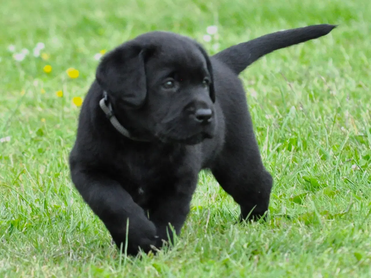 Billede 2 - Labrador hvalpe med stamtavle 