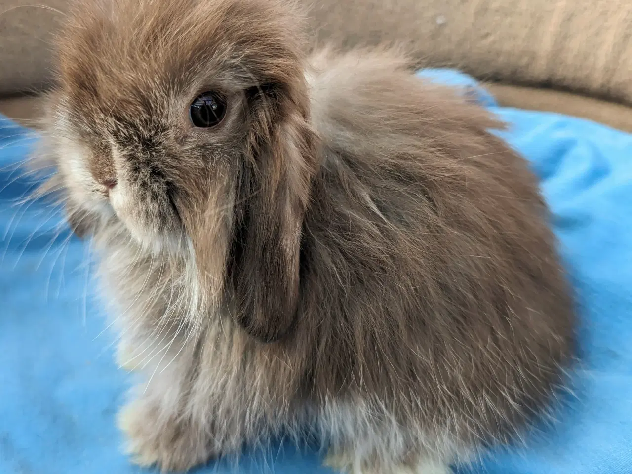 Billede 5 - Minilop kaninunge sælges 