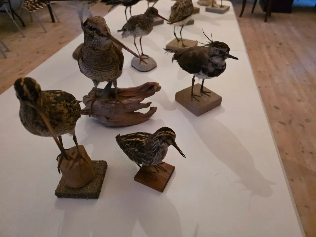 Billede 9 - Vadefugle, sælges samlet eller hver for sig