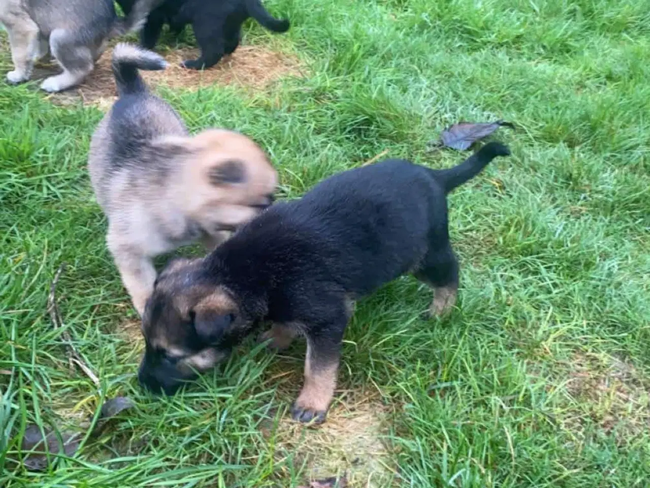 Billede 9 - Hvalpe mixed breed. American akita/ Sort schæfer 