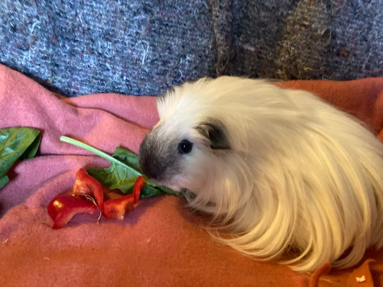 Billede 4 - Sheltie Marsvin pige søger nyt hjem