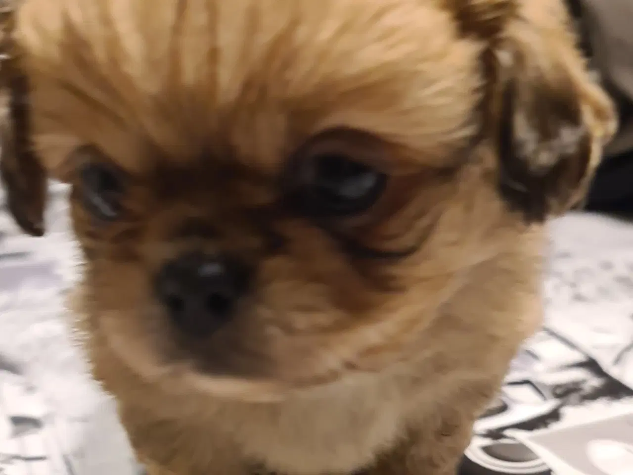 Billede 2 - Chihuahua/pekingeser blanding 