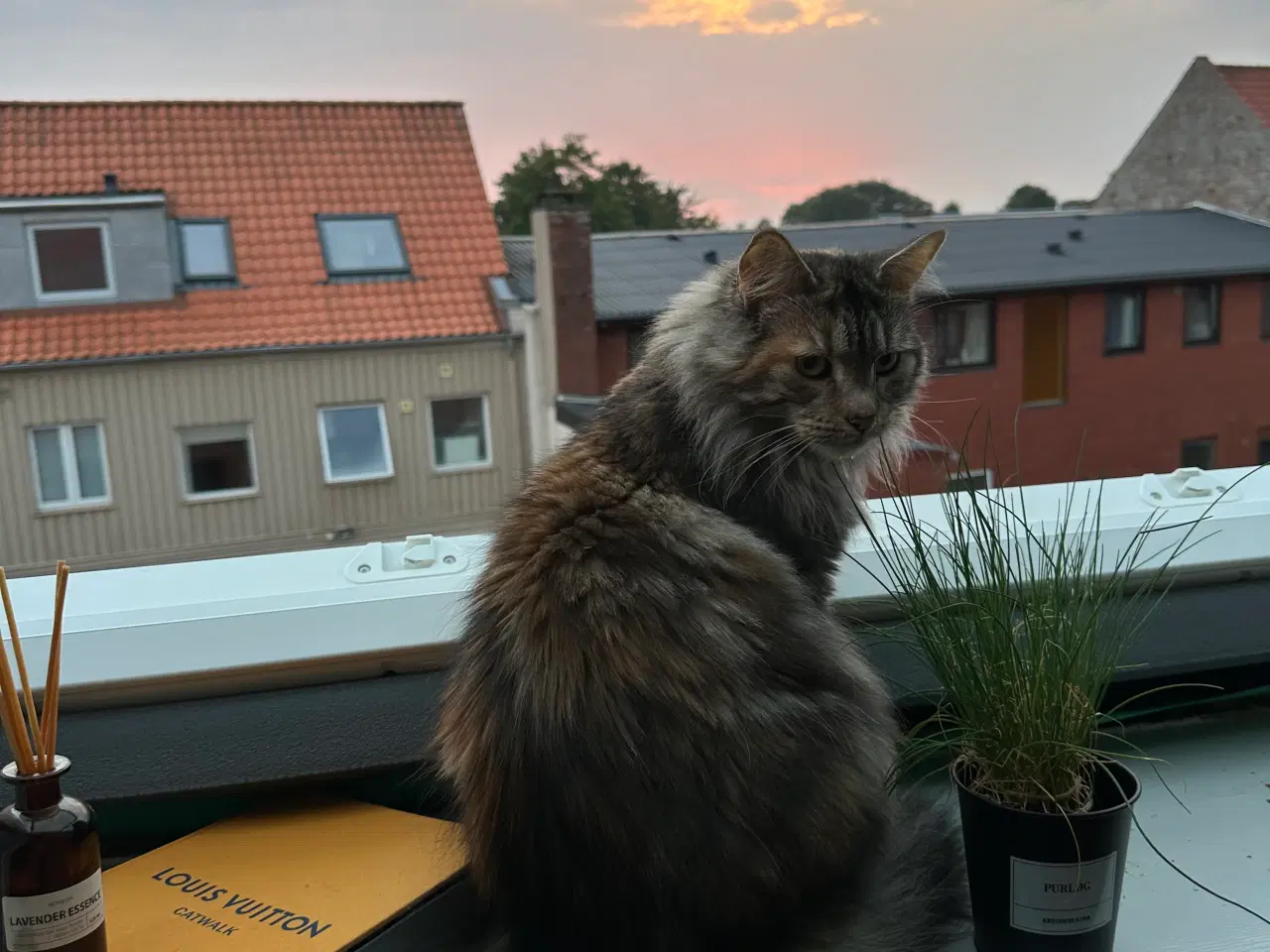 Billede 2 - Maine Coon kat 