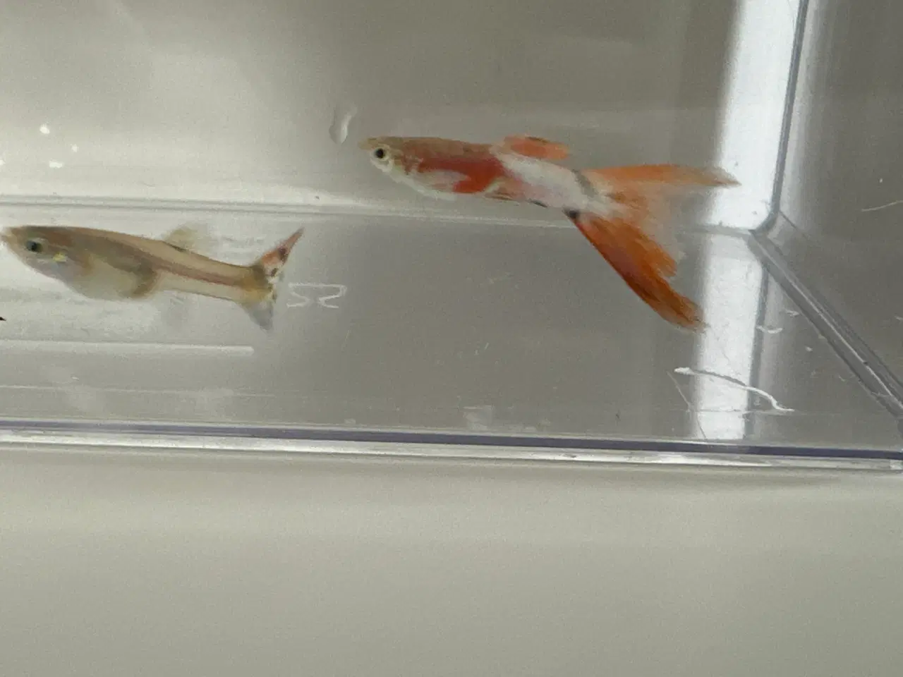 Billede 1 - American White Guppy ren stammet 