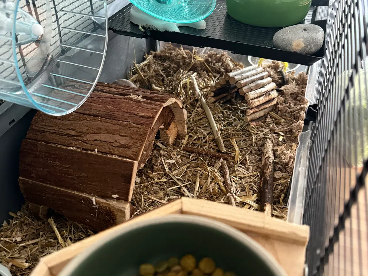 Billede 5 - 2 søde ørkenrotte-hanner søger nyt hjem 🐭✨