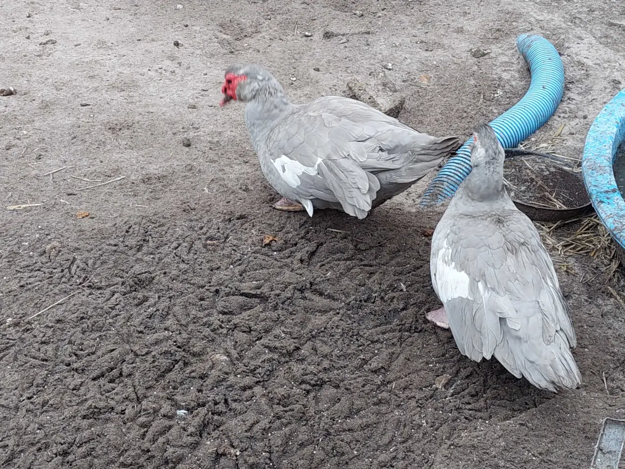 Billede 2 - Moskusænder 