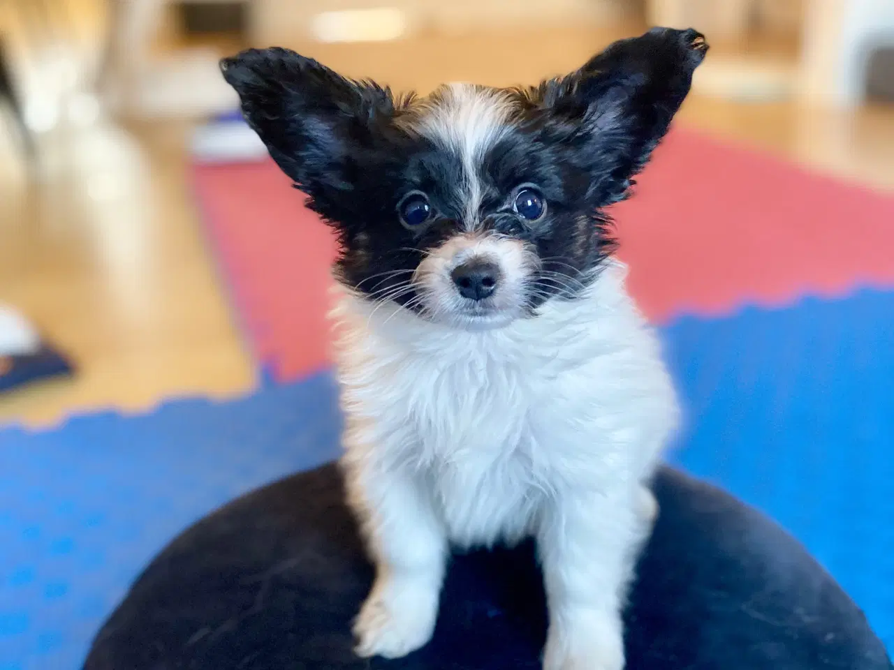 Billede 4 - Papillon hvalpe 