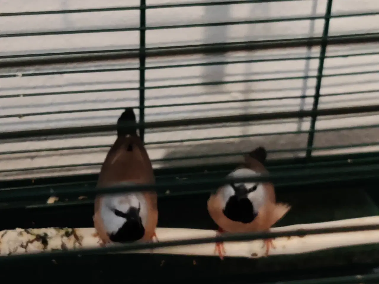 Billede 1 - et par korthalet bæltefinker fra 2025 sælges 300kr