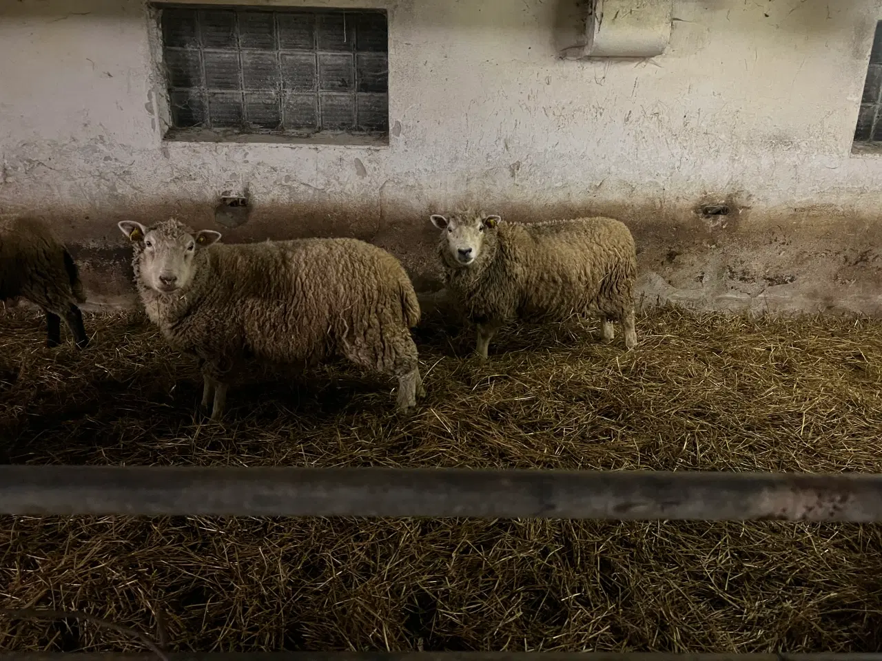 Billede 2 - Ilemmet får