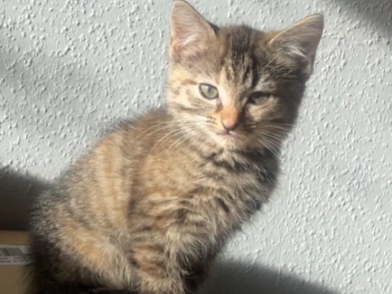 Billede 4 - To fine piger søger hjem eller stald.