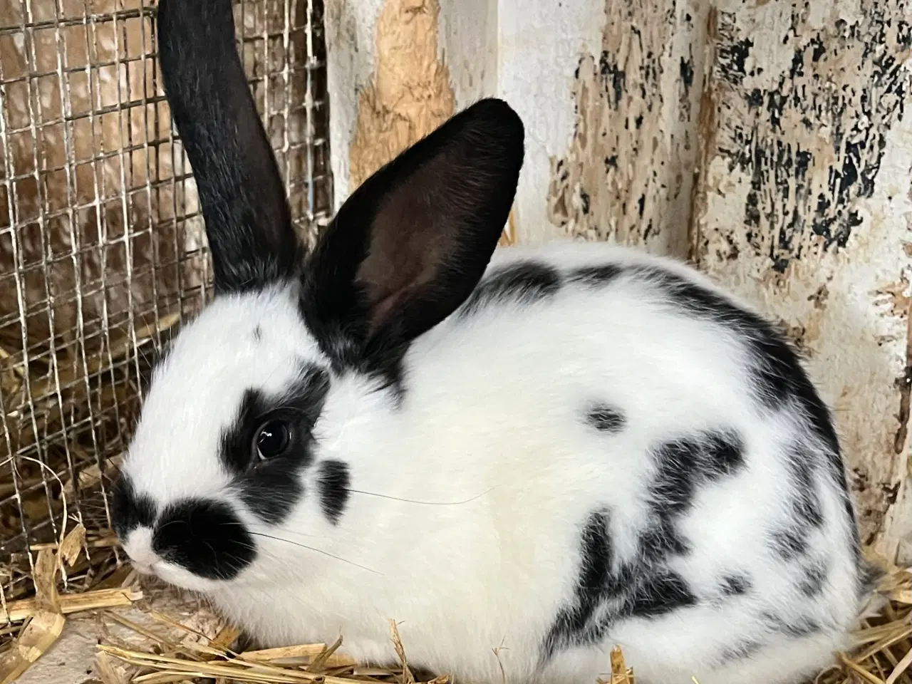 Billede 1 - Plettede unger