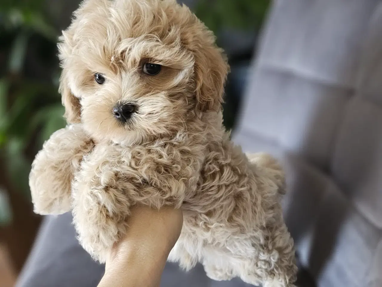 Billede 3 - Mini maltipoo