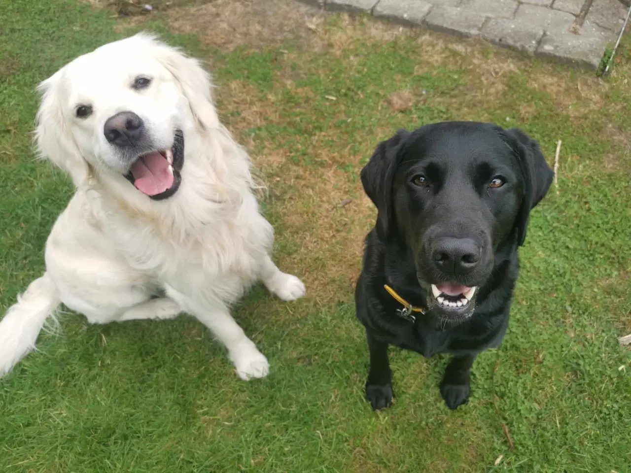 Billede 1 - Golden Retriever / Labrador Hvalpe - Klar December