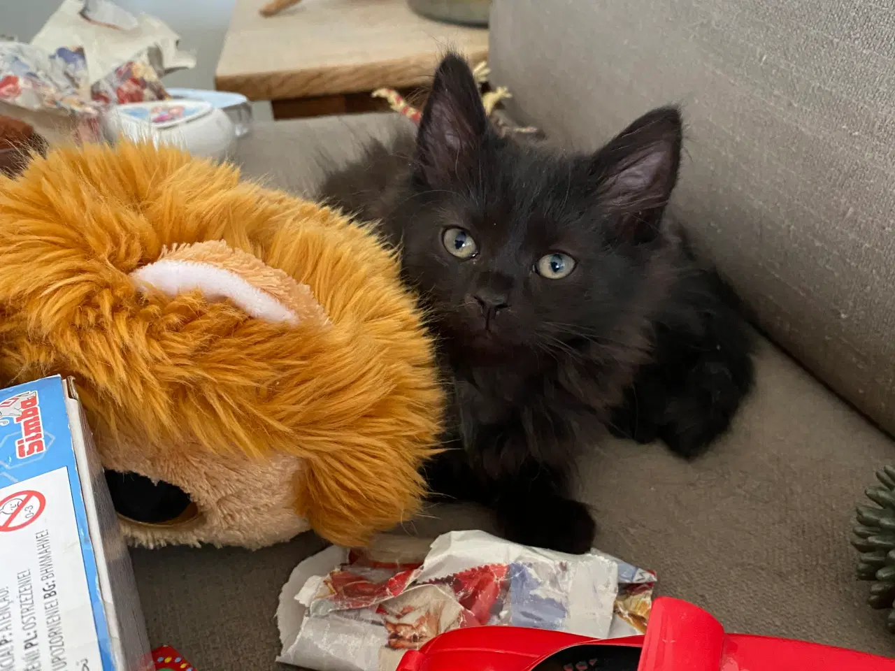 Billede 2 - Maine Coon Perser killinger