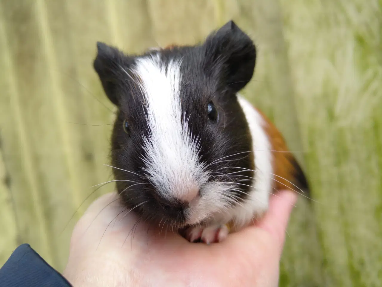 Billede 2 - 2 marsvin unger 